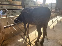 母牛, Cattle — 照片 2