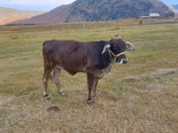 母牛, Cattle — 照片 1