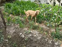 母山羊, Goats — 照片 3