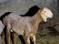 Қошқар, Arashan sheep — 1-сурет