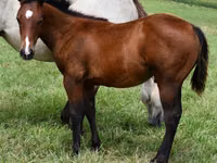 Hengst, Quarter Horse — Foto 1