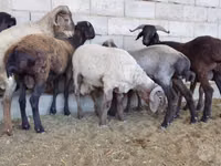 كبش, الأغنام — الصورة 1