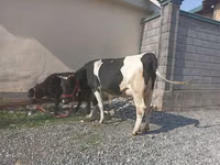 Kuh, Holstein-Rasse — Foto 4