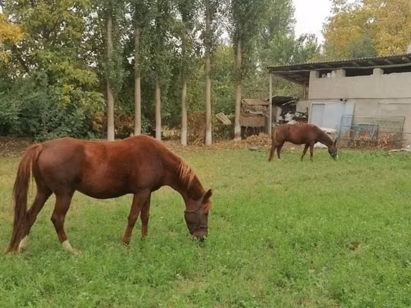 Hengst, Pferde — Usbekistan