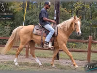 Aygʻir, Palomino — 2-rasm