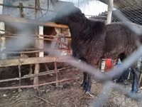 Қошқар, Arashan sheep — 5-сурет