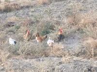 Chickens — الصورة 8