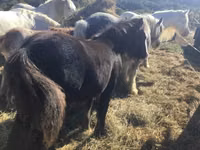 Hengst, Gypsy horse — Foto 3