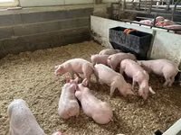 Schweine (Partie, Geschlecht nicht angegeben) — Foto 1