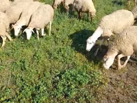 Schaf, Karabakh sheep — Foto 3