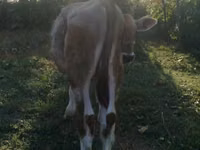 Buqa, Swiss cattle — 2-rasm