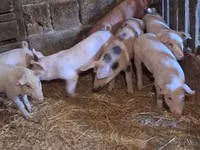 Schweine (Partie, Geschlecht nicht angegeben), Schweine — Foto 2