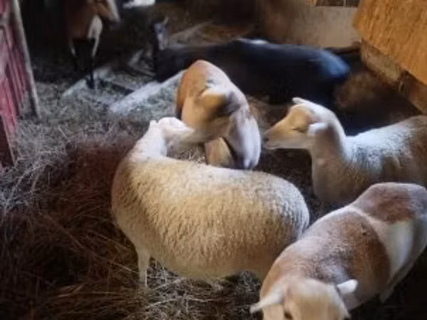 نعجة, Cameroon sheep