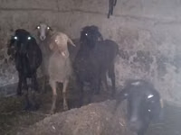 كبش, الأغنام — الصورة 5