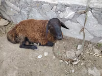 Widder, Hissar sheep — Foto 4
