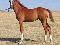 Aygʻir, Thoroughbred horse — 3-rasm