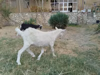 تيس, الماعز — الصورة 3