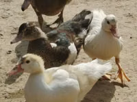 Turkeys — Foto 5