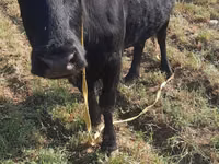 Cow, Aberdeen-Angus — photo 8