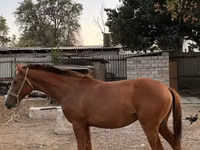 حصان, Kazakh horse — الصورة 2