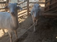 Ziege, Nubian Goat — Foto 2