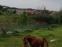 Caballo, Caballos — foto 1