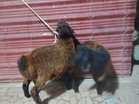 Ovejas (lote, sexo no especificado), Ovejas — foto 4