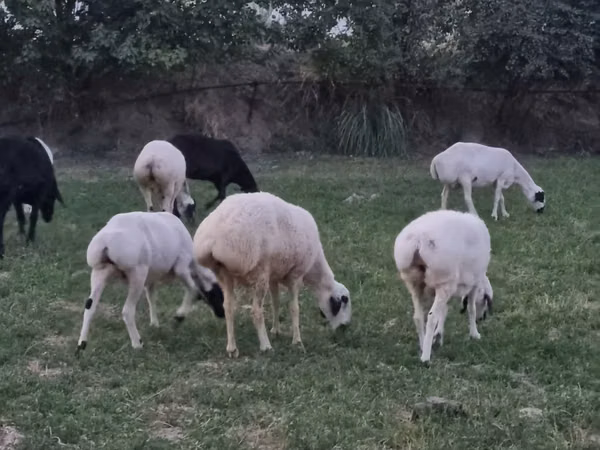 मेढ़ा, भेड़