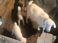 عنزة, الماعز — الصورة 5