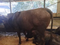 母牛, Swiss cattle — 照片 2