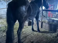 Horse (M), Horses — photo 2