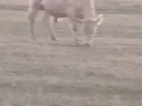 公牛, Cattle — 照片 2
