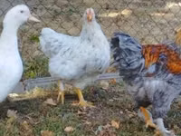 Brahma — foto 5