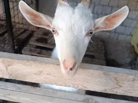 Ziegenbock, Saanen goat — Foto 2