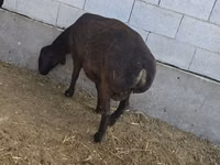 Schaf, Hissar sheep — Foto 3