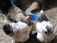 Chickens — الصورة 8