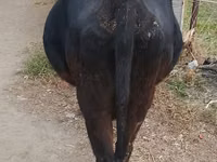गाय, Russian Black pied cattle — फ़ोटो 4
