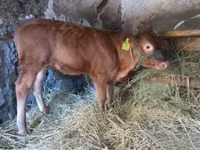 公牛, Limousin cow — 照片 3