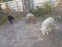 Sheep, Sheep — photo 3