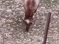 Қошқар, Hissar sheep — 5-сурет