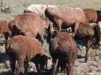 نعجة, Arashan sheep — الصورة 3