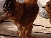 Brahma — Foto 4