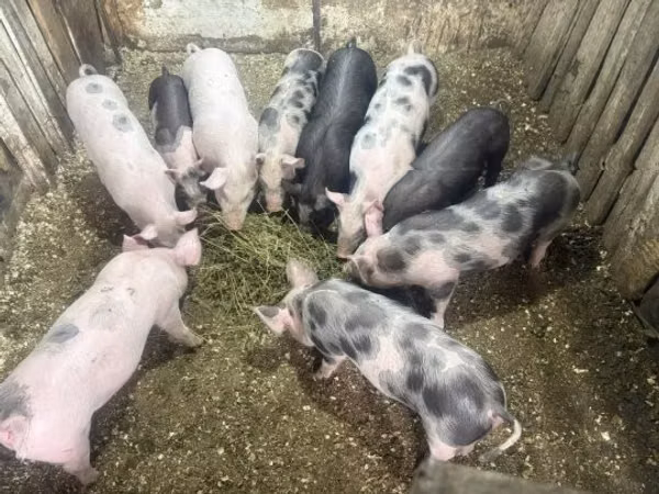 Schweine (Partie, Geschlecht nicht angegeben), Schweine