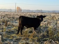 Vaca, Hereford — foto 2