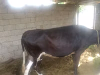 गाय, मवेशी — फ़ोटो 1