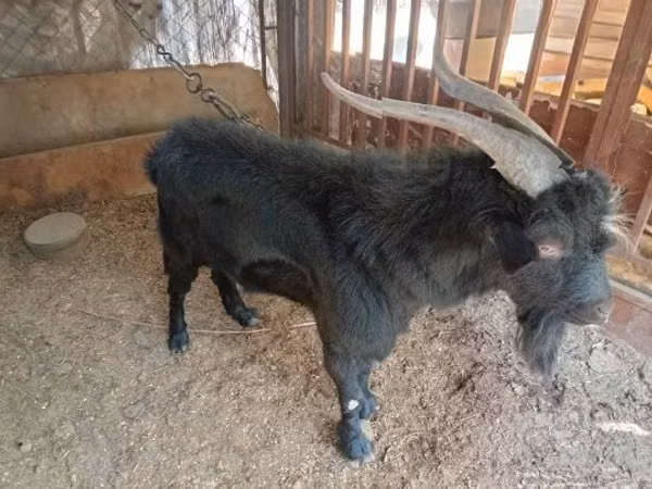 Ziegenbock, Nubian Goat