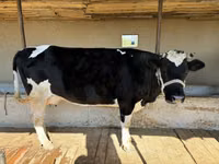 Kuh, Russian Black pied cattle — Foto 7