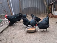 أوسترالورب — الصورة 8