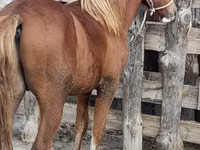 Caballo, Vladimir heavy draft — foto 6