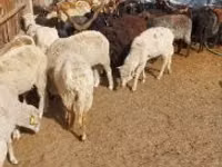 Schaf, Racka sheep — Foto 3